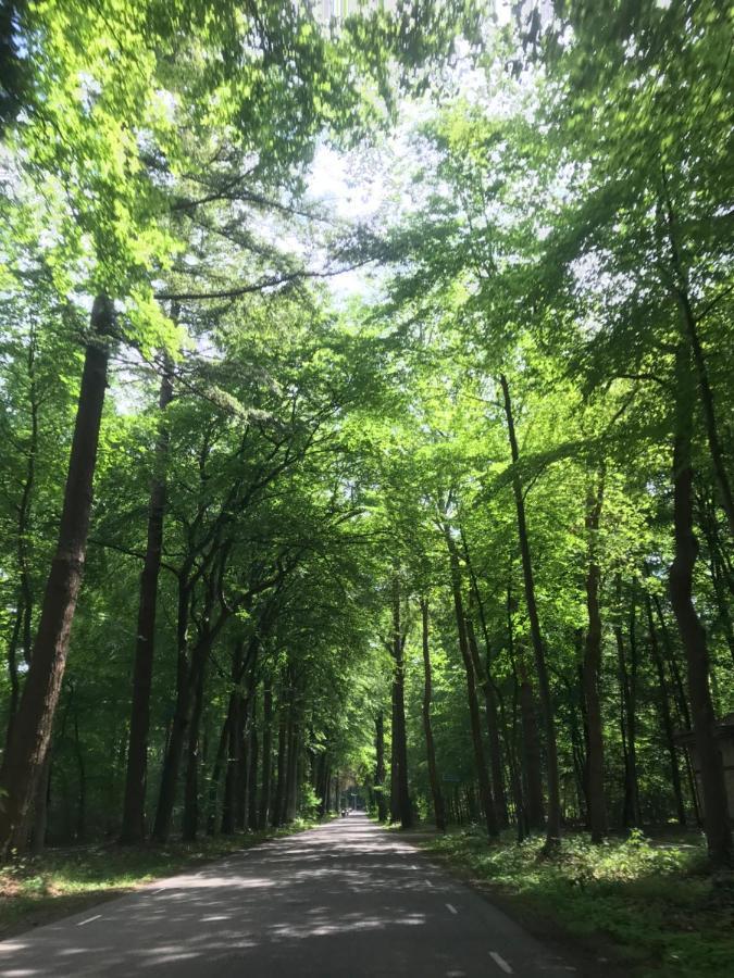 Uniek Chalet Op De Veluwe, In Bosrijke Omgeving. Putten Eksteriør bilde